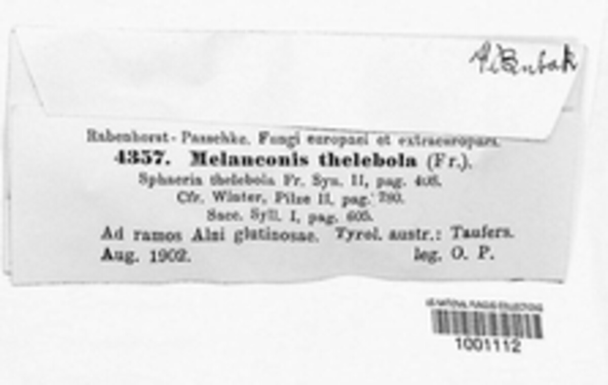 Pseudovalsella thelebola image